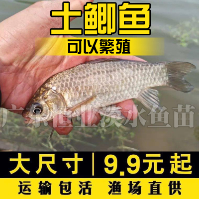 顺丰包邮土鲫鱼苗工程鲫湘云鲫大板中科五号淡冷水养殖活体草鱼苗