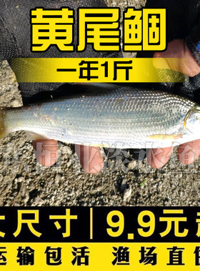 养殖冷水鱼黄尾鲴淡水养殖
