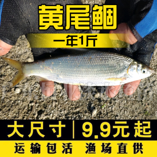黄尾鱼苗黄片鱼苗黄尾鱼苗黄鱼苗黄姑子淡水养殖桂花鱼