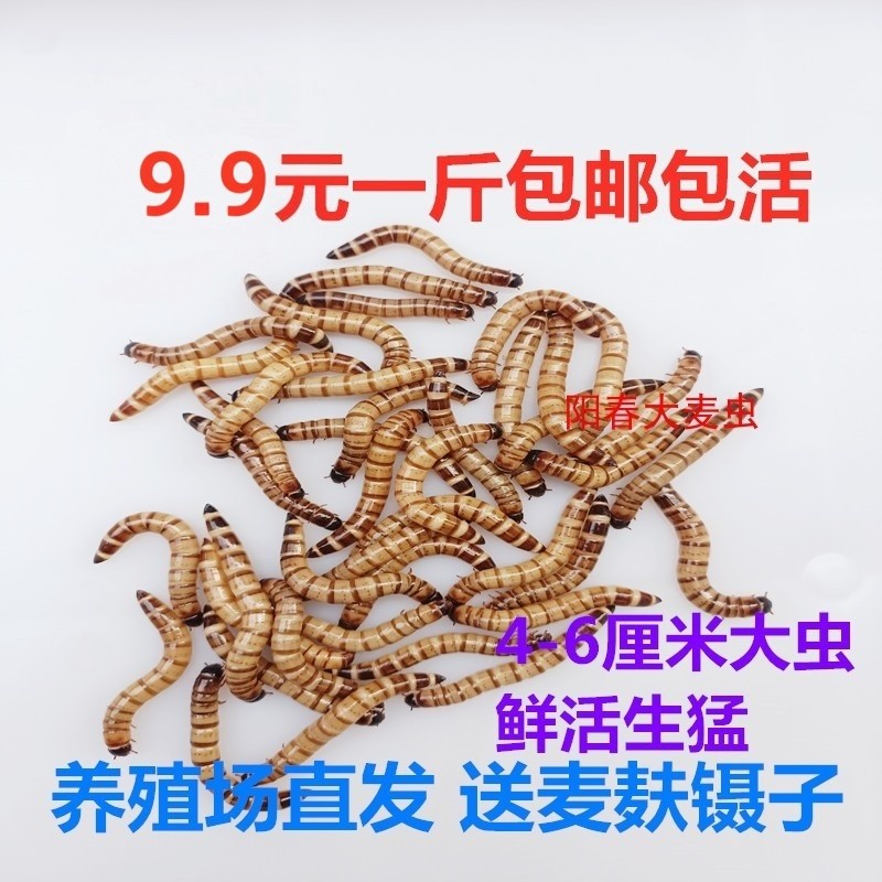 蛋白净重包邮超级存活率大麦虫