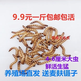 大麦虫 蛋白虫 净重 包邮 大麦虫活体超级面包虫黄粉虫 包存活率