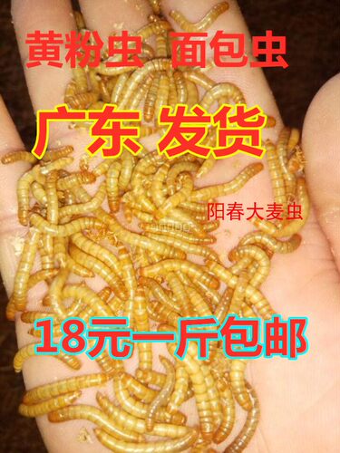黄粉虫面包虫活虫活体金龙乌龟仓鼠画眉