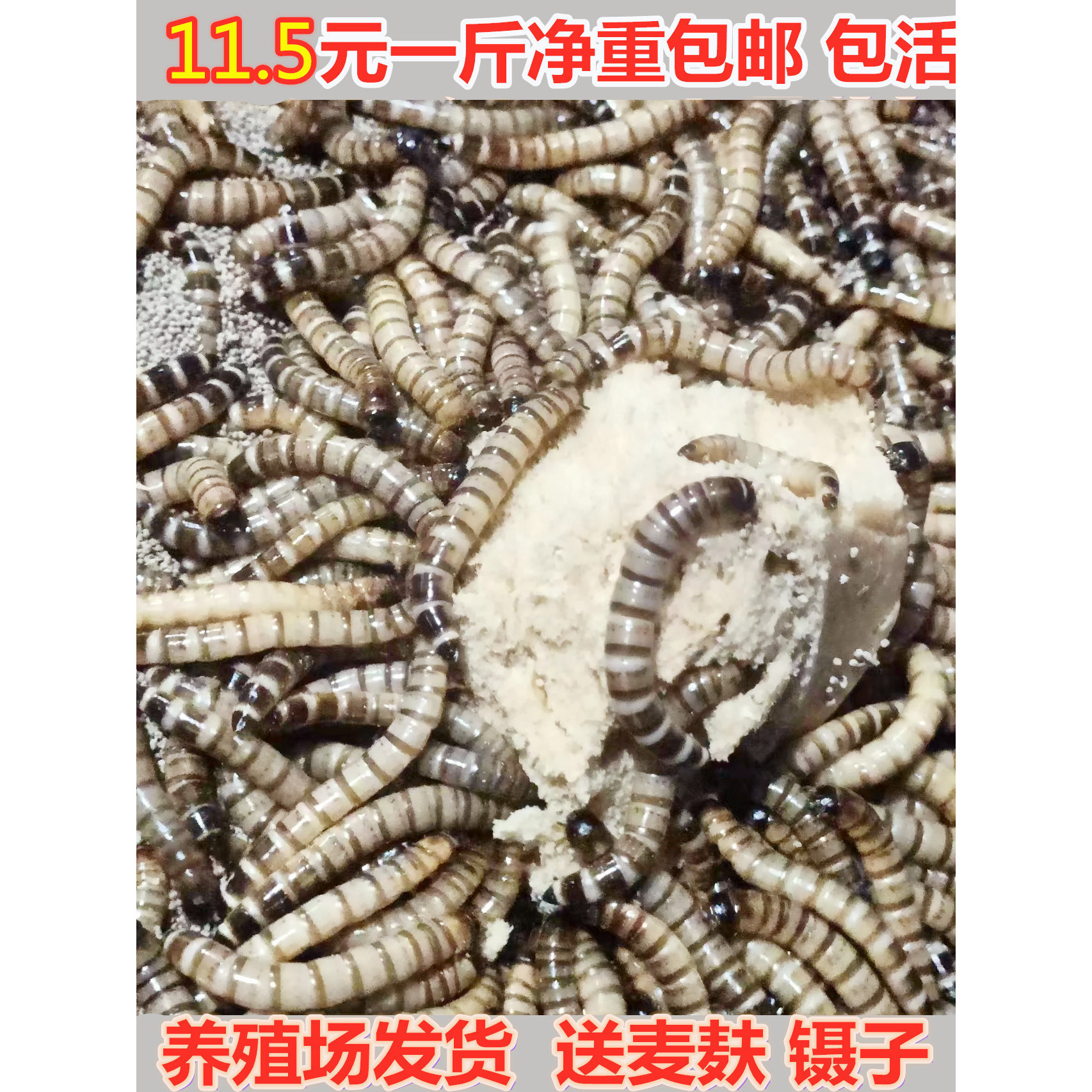 大麦虫蛋白虫超级面包虫黄粉虫乌龟龙鱼爬宠饲料活体送麦麸
