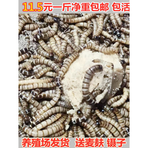 蛋白超级存活率大麦虫