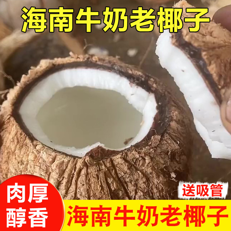 海南文昌老椰子新鲜椰宝牛奶椰皇毛椰孕妇水果非椰青椰肉煲汤榨汁