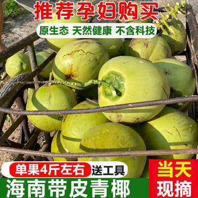 【15年老店】海南现摘青椰送工具