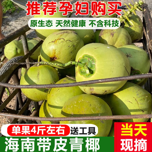 【15年老店】海南现摘青椰送工具