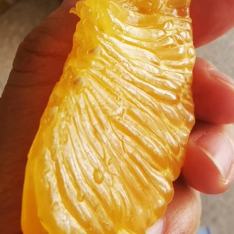 常山胡柚新鲜水果产地直发