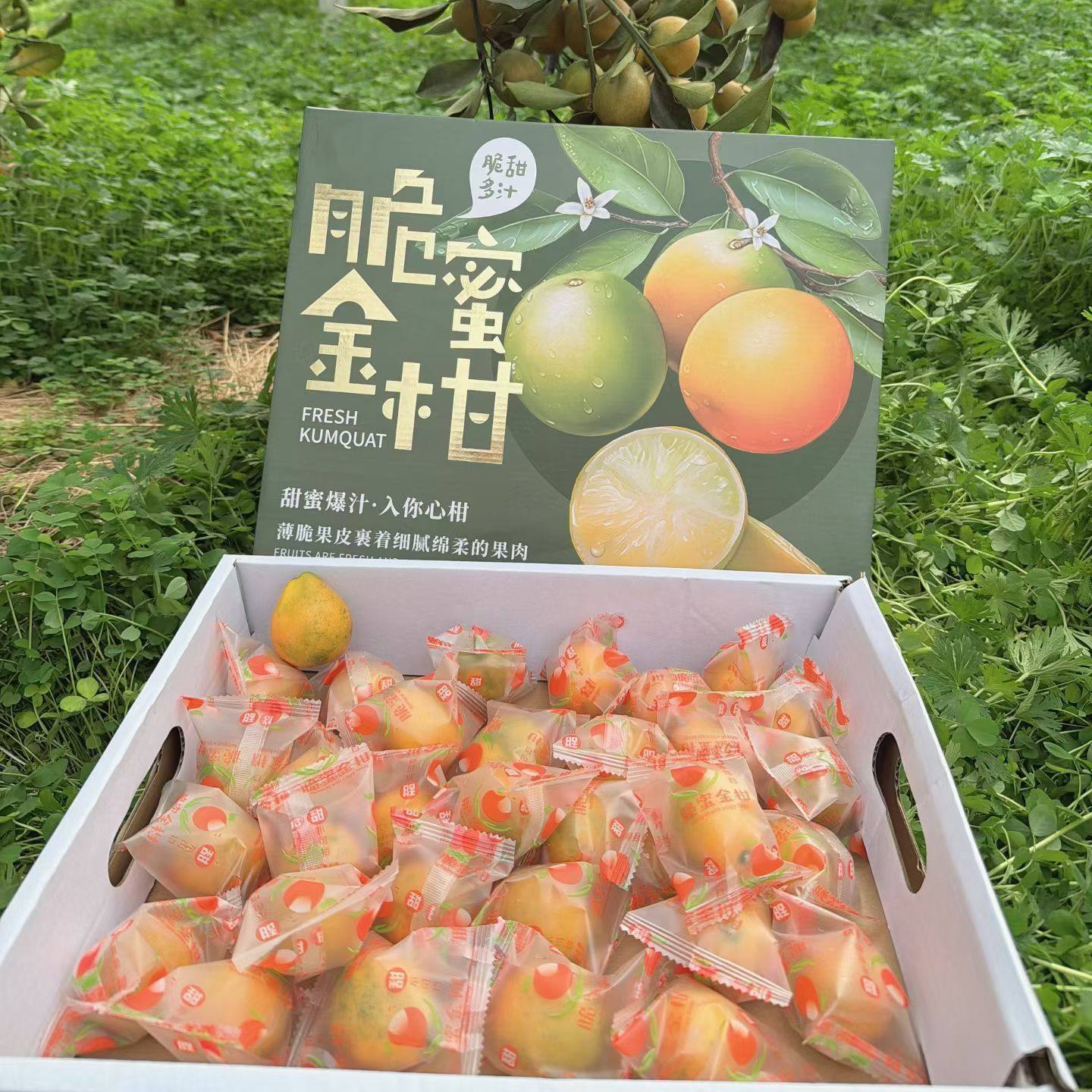 正宗广西桂林脆蜜金橘新鲜桔子应季水果孕妇脆蜜金桔新鲜现摘,水产肉类/新鲜蔬果/熟食,桔子,淘宝优惠券,粉丝福利购,淘宝优惠卷