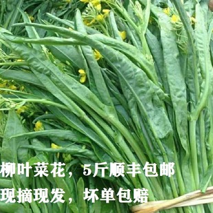 11月发货桂林新鲜现摘柳叶菜心农家卷叶青菜露天打霜卷叶菜花菜苔