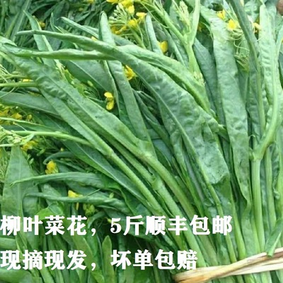 2025冬季桂林新鲜现摘柳叶菜心农家卷叶青菜露天打霜卷叶菜花菜苔