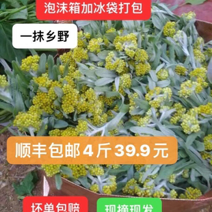 顺丰包邮2026年新鲜野生鼠曲草田艾清明菜佛耳草水牛花清明草现摘