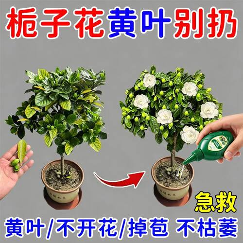 栀子花营养液防黄叶卷叶黑斑烂根倒伏催芽促绿补氮磷钾浓缩专用肥