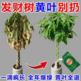 发财树黄叶病全治叶子发黄枯萎急救叶斑病专用肥专用营养液肥料