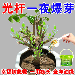 幸福树专用颗粒肥急救幸福树叶斑病黑斑病掉叶子枯萎幸福树缓释肥