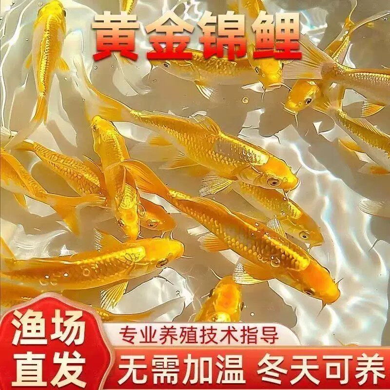 【臻享精品】黄金锦鲤鱼苗冷水观赏鱼好养皮实黑草小金鱼淡水蝴蝶