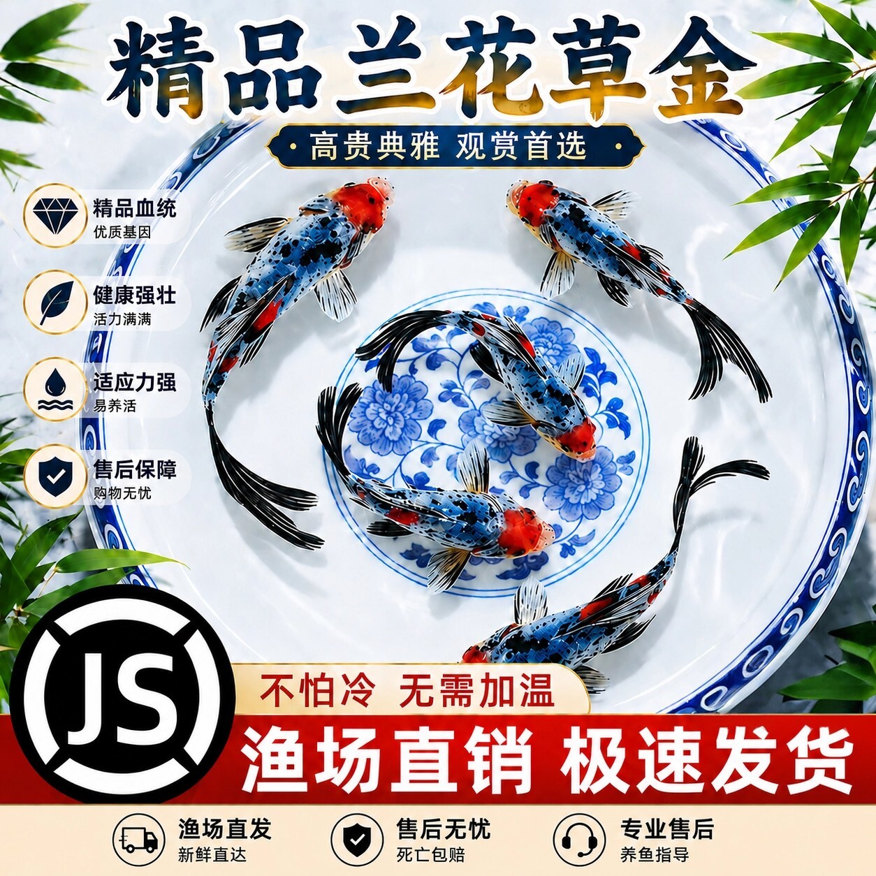 【品质精选】兰花草金锦鲫长尾冷水观赏鱼苗金鱼好养耐活锦鲤活体
