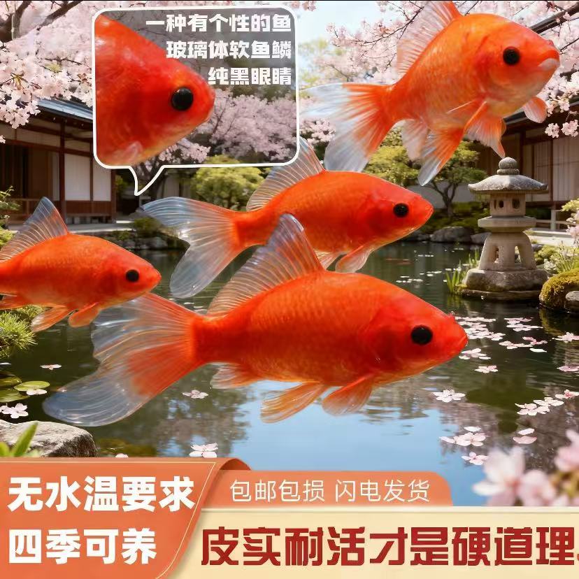 治愈系萌宠⭐包活到家⭐红鹦鹉图片