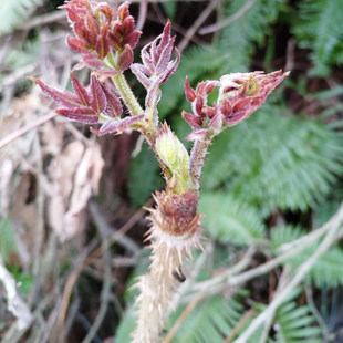 刺儿菜刺龙苞嫩芽刺老苞新鲜野菜春季头茬鲜嫩叶菜蔬菜山区现摘发