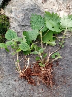 15荨麻贵州特产苗苗根系现现