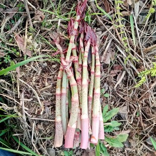 新鲜酸杆野菜虎杖苔酸筒杆黄地榆嫩芽苔蔬菜山区现摘现发一斤包邮