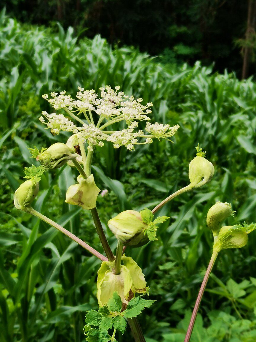 独活苗 独滑观赏庭院阳台地盆栽耐寒趣味辛香绿植多年生草本观赏