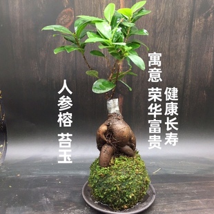 苔藓球人参榕盆景榕树禅意造型独特盆栽小榕树苗茶几室内庭院好养