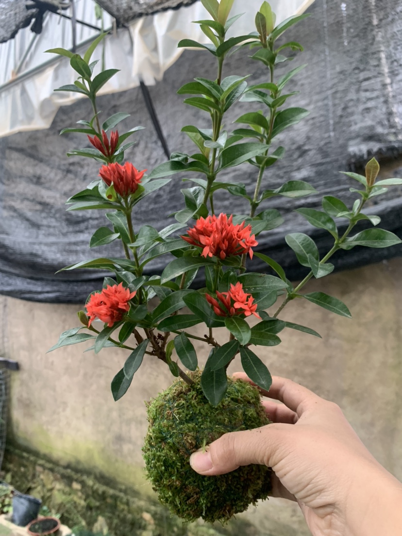 老桩姬龙船花重瓣带花姬仙丹年宵花红花四季常青阳台绿植盆栽花卉