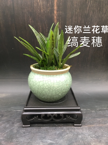 缟麦穗缟缦穗缟蔓穗油点百合日本山野草小兰花草喜阳绿植好养盆栽
