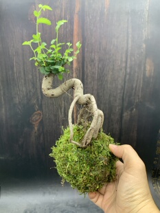 苔藓球水培榆树提根怪根小叶榔榆水陆缸造景阳台茶室客厅小盆景