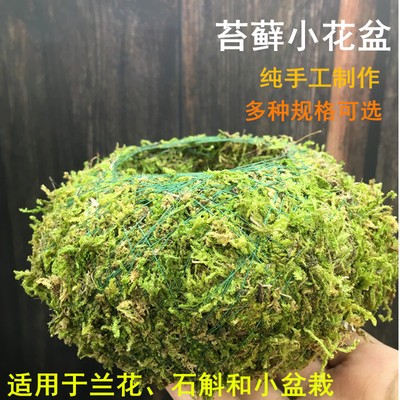 苔藓球青苔创意花盆植物苔玉石斛