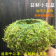 苔藓球青苔个性 创意花盆植物花器手工苔玉球胚石斛摆件保湿 种植盆