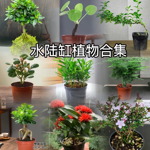 创意盆栽水培龟缸造景植物水陆缸素材造生态吸水石苔藓微景观装饰