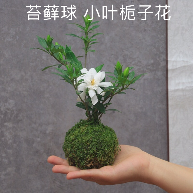 苔藓球小叶栀子花盆栽带花苞香水浓香阳台好养绿植花卉植物青苔球