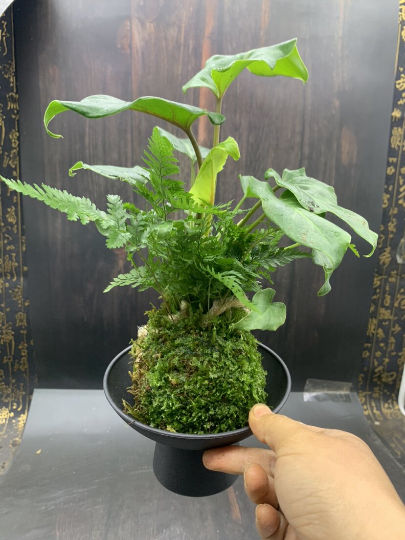 苔藓球小天使绿植老桩龙鳞蔓绿绒春雨水培植物室内耐阴好养盆栽