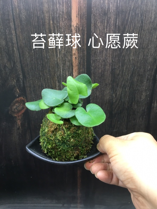 苔藓球心愿蕨迷你爱心蕨类植物耐阴室内好养水草绿植水培新奇盆栽