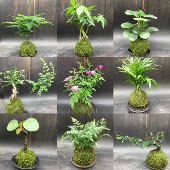 苔藓球水培植物假山吸水石鱼缸造景盆景蕨类文竹菖蒲室内好养盆栽