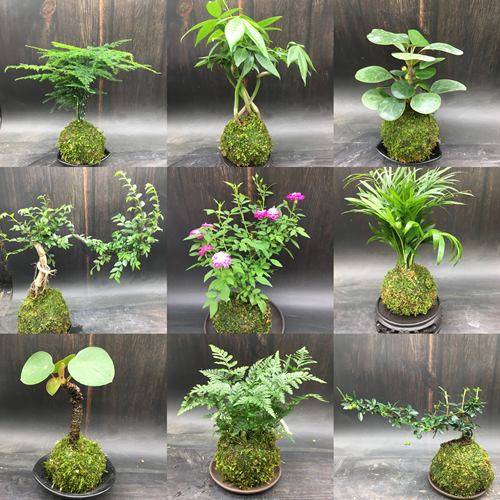 苔藓球水培植物假山吸水石鱼缸造景盆景蕨类文竹菖蒲室内好养盆栽