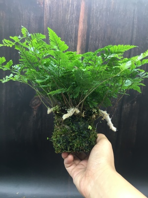 狼尾蕨盆栽蕨类老桩盆景小苗植物造型水培绿植室内好养苔玉苔藓球