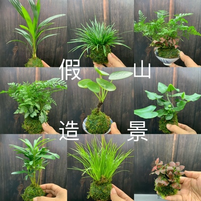 苔藓球水培绿植假山石头水陆缸鱼缸流水造景植物迷你盆栽室内好养