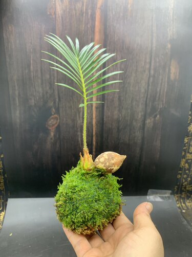苔藓球铁树宝宝四叶幸运铁水培双叶墨西哥小铁树盆栽室内好养绿植