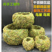 苔藓微景观造景植物创意艺术青苔球小花盆室内好养保湿 石斛种植盆