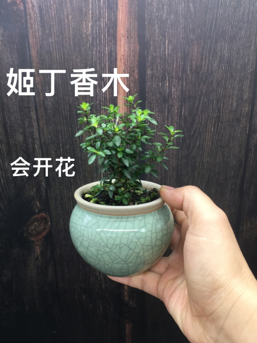 八房姬丁香木迷你小苗盆栽日本姬丁香会开花茶几茶台桌摆书房植物