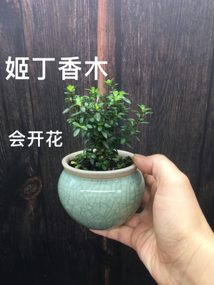 八房姬丁香木迷你小苗盆栽日本姬丁香会开花茶几茶台桌摆书房植物