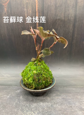 苔藓球金线莲水培植物圆叶红霞室内桌面耐阴好养盆栽种植苗可食用