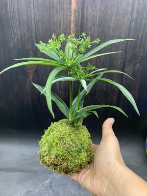 苔藓球水培花叶旱伞草姬水竹绿植水陆缸造景素材室内阳台好养盆栽