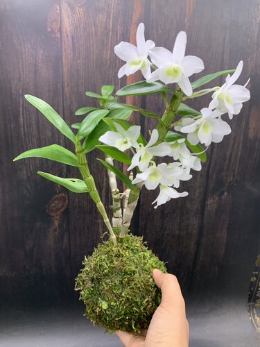 苔藓球口袋情人春石斛香水泼墨铁皮石斛花苞室内好养耐阴桌面盆栽