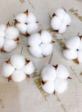 天然干棉花仿真棉花头干花枝永生花DIY花束摆件蛋糕装饰圣诞配饰