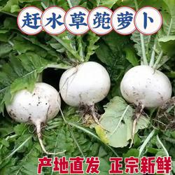 正宗重庆綦江赶水草蔸圆白萝卜新鲜现挖现发5斤10斤装皮薄肉嫩