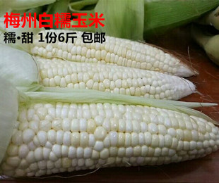 甜糯农家自种白玉米绿色新鲜包粟梅州蕉岭兴宁五华特产6斤包邮